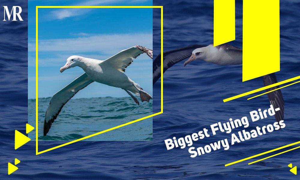 Biggest Things in the World- Snowy Albatross