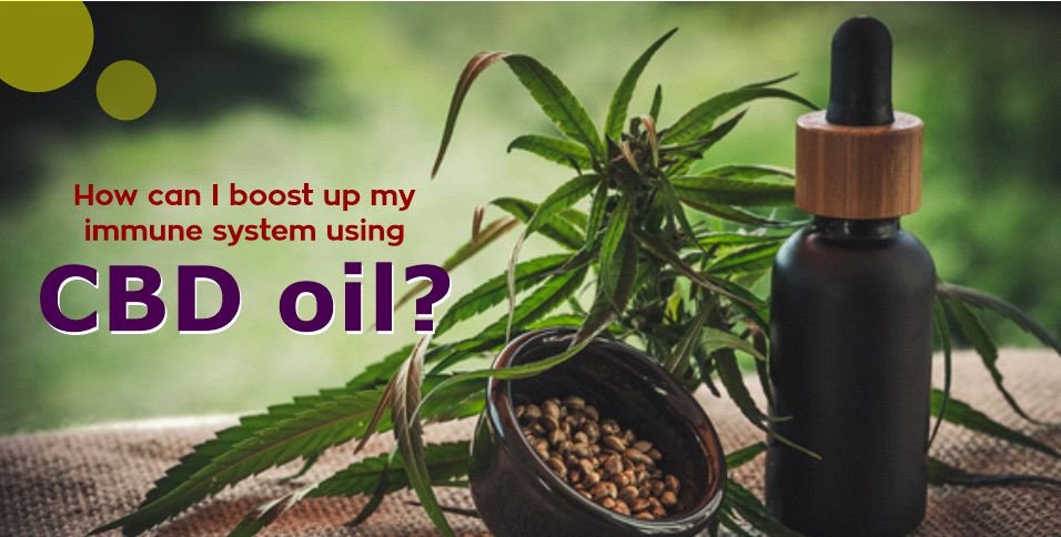 How can I boost up my immune system using CBD oil?