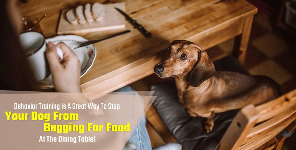 Stop Your Dog From Begging For Food