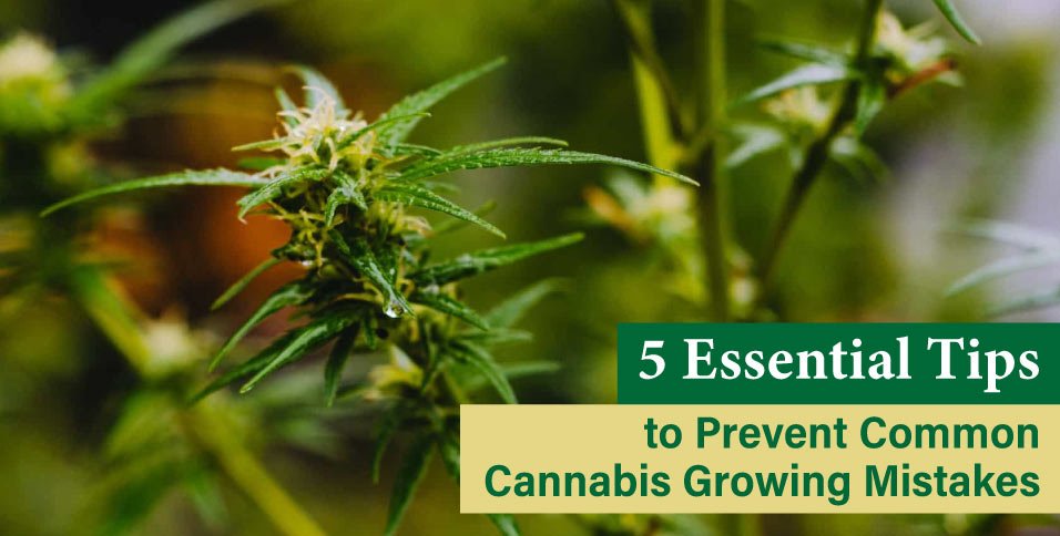 5-Essential-Tips-to-Prevent-Common-Common Cannabis-Growing-Mistakes