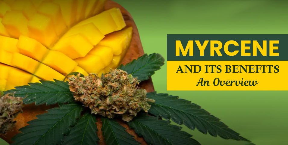 Myrcene-and-Its-Benefits---An-Overview