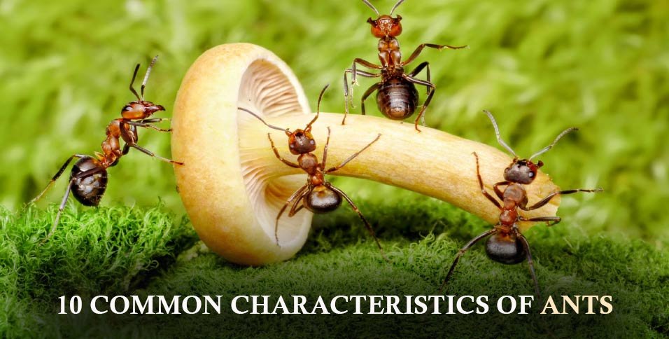 Characteristics of Ants