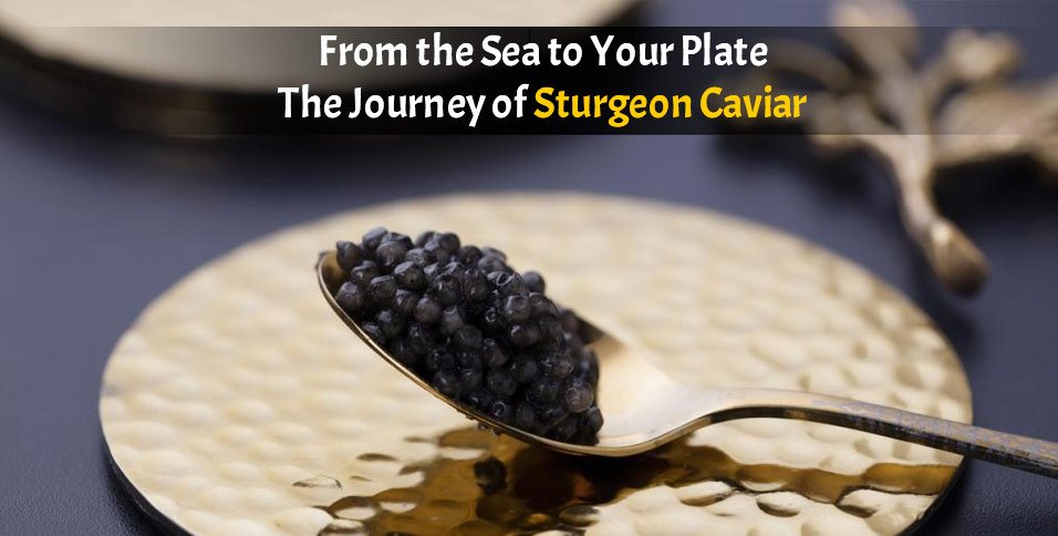 Journey of Sturgeon Caviar