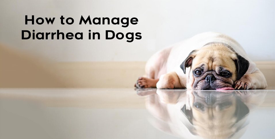 Manage Diarrhea in Dogs