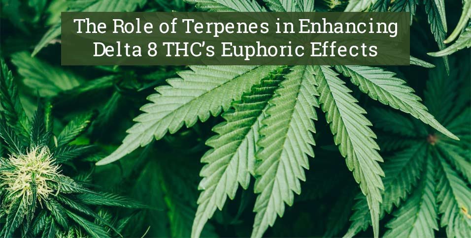 Terpenes in Enhancing