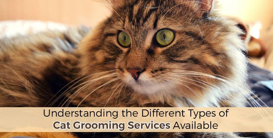 Types of Cat Grooming Services