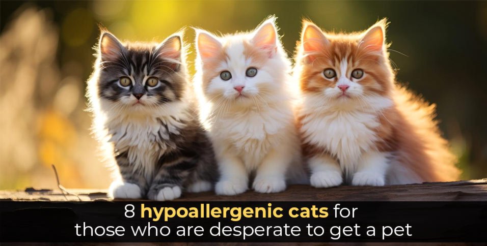 hypoallergenic cats