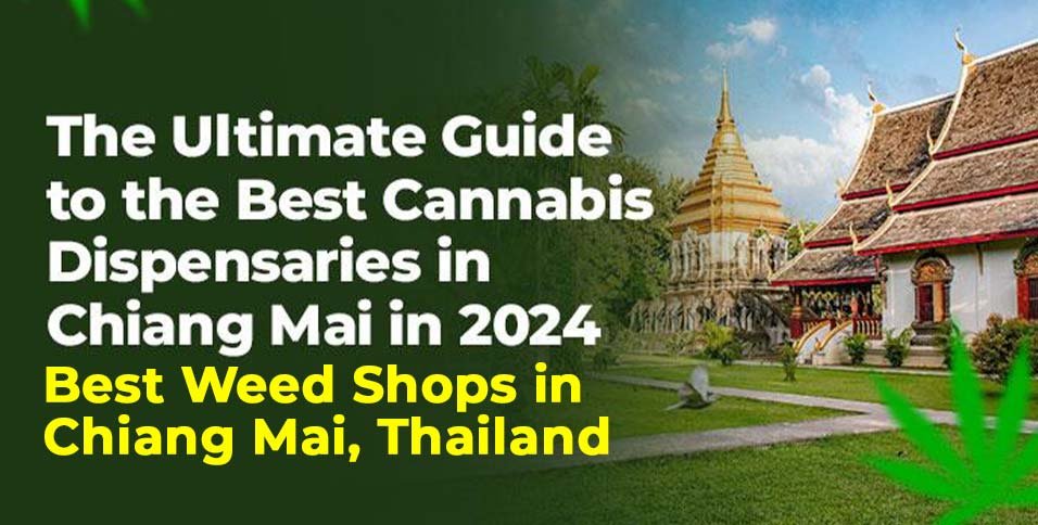 Best Weed Shops in Chiang Mai