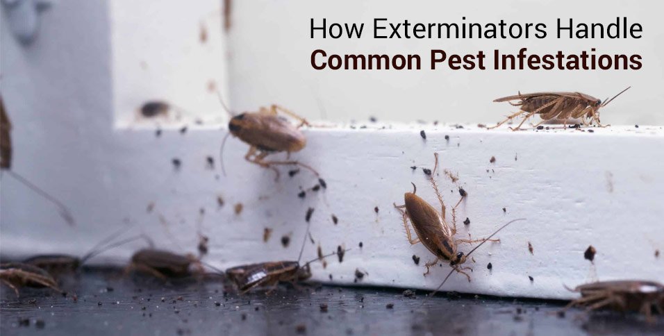 Common Pest Infestations