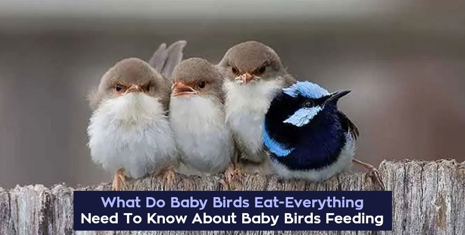 Know About Baby Birds Feeding