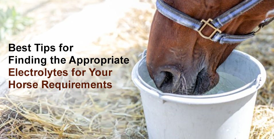 Electrolytes for Your Horse Requirements