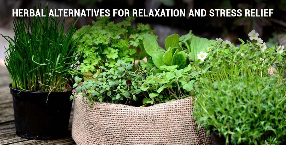 Herbal Alternatives for Relaxation