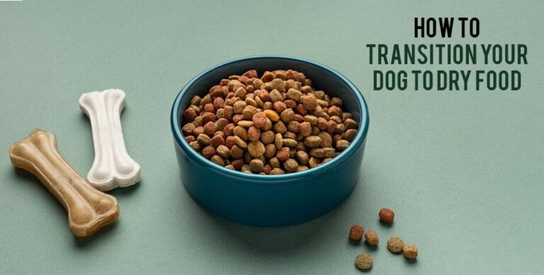 Transition Your Dog to Dry Food