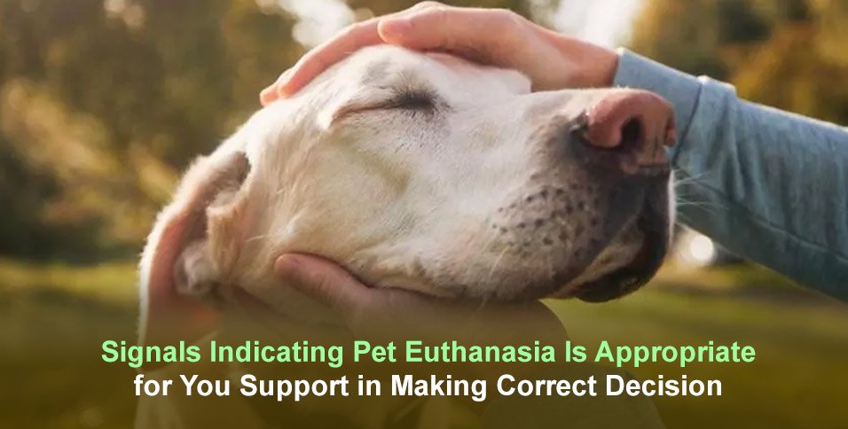 Pet Euthanasia