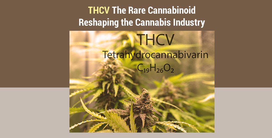 Thcv: The Rare Cannabinoid Reshaping The Cannabis Industry